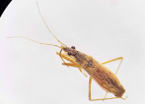 Nabis rugosus